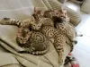 Photo №1. savannah cat - for sale in the city of Houston | 650$ | Announcement № 11672