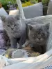 Additional photos: British blue female cats, legal breeding