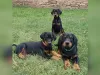 Photo №1. dobermann - for sale in the city of Гамбург | 753$ | Announcement № 129309