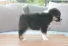 Photo №4. I will sell australian shepherd in the city of Grossarl. private announcement - price - Is free