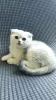 Photo №2 to announcement № 69530 for the sale of scottish fold - buy in Latvia private announcement