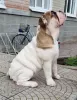 Photo №4. I will sell english bulldog in the city of Sumy. breeder - price - 1183$