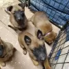 Photo №2 to announcement № 84221 for the sale of malinois - buy in Finland private announcement