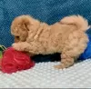 Photo №2 to announcement № 43187 for the sale of poodle (toy) - buy in Saudi Arabia breeder