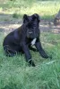 Photo №1. cane corso - for sale in the city of Brest | 240$ | Announcement № 20102