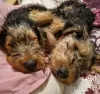 Photo №1. airedale terrier - for sale in the city of Dusseldorf | 518$ | Announcement № 123136