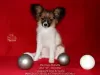 Photo №2 to announcement № 39356 for the sale of papillon dog - buy in Russian Federation from nursery