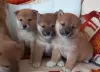 Photo №1. shiba inu - for sale in the city of Эребру | Is free | Announcement № 89570