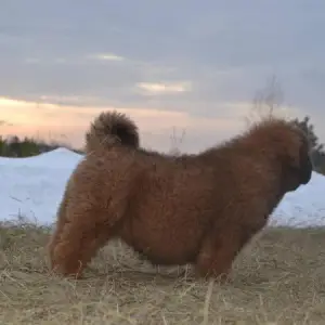 Additional photos: Tibetan Mastiff Puppies