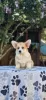 Photo №4. I will sell welsh corgi in the city of Bačka Topola. breeder - price - negotiated