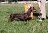 Additional photos: Miniature dachshund puppies, wirehaired and smooth, different colors