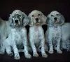 Additional photos: English Setter puppies