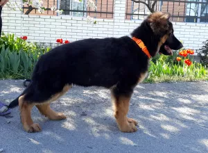 Additional photos: Long haired german shepherd