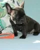 Photo №2 to announcement № 128697 for the sale of french bulldog - buy in Germany private announcement