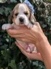 Photo №2 to announcement № 115042 for the sale of beagle - buy in United States private announcement