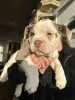 Photo №4. I will sell english bulldog in the city of Texas City. breeder - price - negotiated