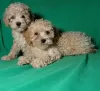 Additional photos: Real maltipu puppies (toy poodle). Boys.