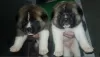 Photo №1. akita - for sale in the city of Cologne | 424$ | Announcement № 130438