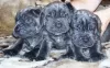 Photo №1. neapolitan mastiff - for sale in the city of Rumia | 1702$ | Announcement № 15814