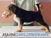 Additional photos: Airedale Terrier puppies READY FOR COLLECTION - ZKwP / FCI