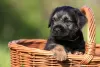 Additional photos: border terrier puppies