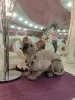 Photo №2 to announcement № 107139 for the sale of sphynx-katze - buy in Russian Federation from nursery