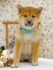 Photo №4. I will sell shiba inu in the city of Москва. private announcement - price - negotiated