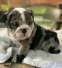 Photo №1. english bulldog - for sale in the city of Benidorm | 423$ | Announcement № 126713