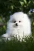 Photo №1. pomeranian - for sale in the city of Chelyabinsk | negotiated | Announcement № 105370