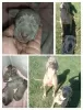 Photo №1. weimaraner - for sale in the city of Tegernsee | Is free | Announcement № 128430