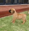 Photo №2 to announcement № 124078 for the sale of rhodesian ridgeback - buy in Finland private announcement