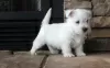 Photo №1. west highland white terrier - for sale in the city of Železná Ruda | negotiated | Announcement № 96510