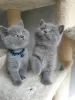 Photo №1. british shorthair - for sale in the city of Taivalkoski | Is free | Announcement № 128447