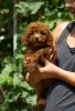 Photo №1. poodle (toy) - for sale in the city of Inđija | negotiated | Announcement № 120238