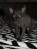 Photo №2 to announcement № 25977 for the sale of sphynx-katze - buy in Belarus private announcement