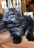 Additional photos: Maine Coon from World Champion