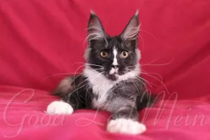 Photo №2 to announcement № 6497 for the sale of maine coon - buy in Russian Federation from nursery