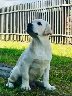 Photo №1. labrador retriever - for sale in the city of Москва | 466$ | Announcement № 2498