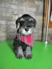 Photo №3. Miniature schnauzer puppies. Serbia