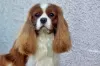 Photo №3. Cavalier Kings Charles Spaniel Puppies. Poland