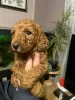 Photo №1. poodle (toy) - for sale in the city of Bijeljina | 300$ | Announcement № 63496