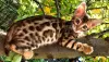 Additional photos: Bengal kittens WCF