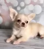 Photo №4. I will sell chihuahua in the city of Texas City. private announcement, breeder - price - 300$