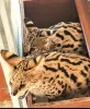 Photo №1. savannah cat - for sale in the city of Odessa | 5500$ | Announcement № 68566