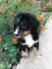 Photo №2 to announcement № 13287 for the sale of bernese mountain dog - buy in Russian Federation private announcement