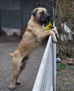 Photo №4. I will sell boerboel in the city of Krasnodar. from nursery - price - 461$