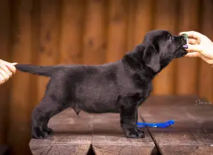 Additional photos: Gorgeous labrador retriever pups FCI