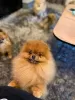 Additional photos: Pomeranian baby dogs