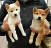 Photo №1. shiba inu - for sale in the city of Helsinki | negotiated | Announcement № 108683