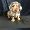 Photo №4. I will sell dachshund in the city of New Orleans. breeder - price - 450$